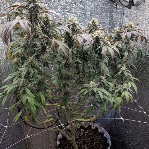 Super OG Kush (madre) growlog timeline photo