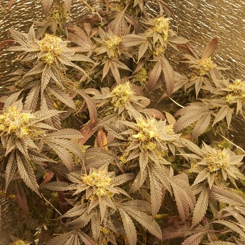 Super OG Kush (madre) growlog timeline photo