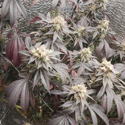Super OG Kush (madre) growlog timeline photo