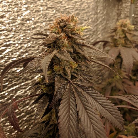 Super OG Kush (madre) growlog timeline photo