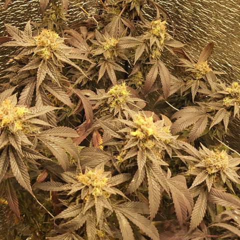 Super OG Kush (madre) growlog timeline photo