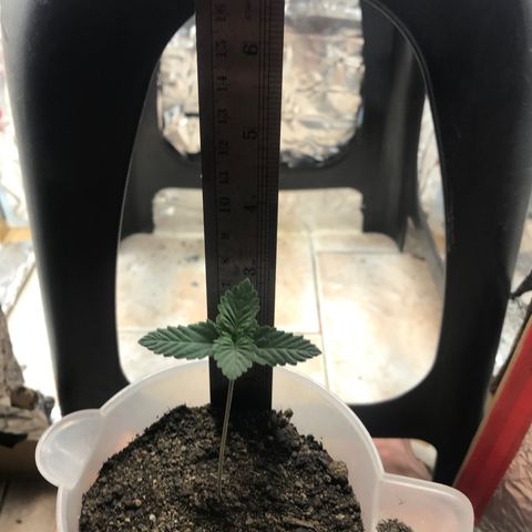 Genética desconocida growlog timeline photo