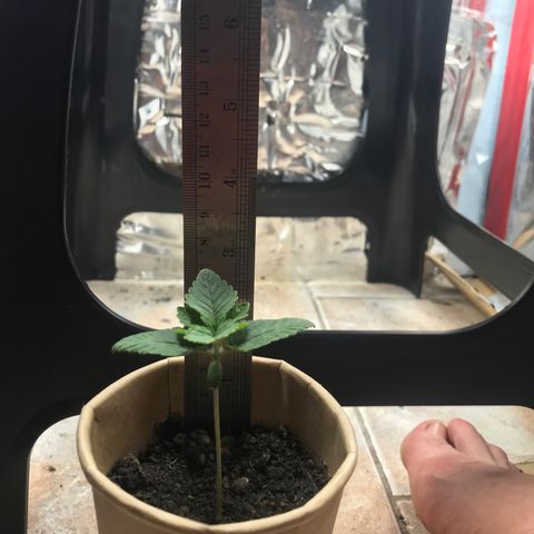 Genética desconocida growlog timeline photo