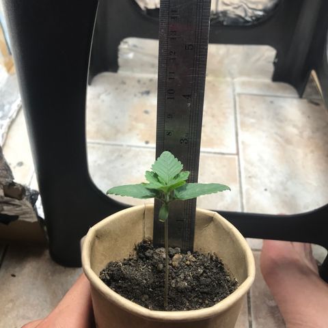Genética desconocida growlog timeline photo