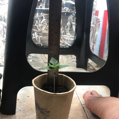 Genética desconocida growlog timeline photo