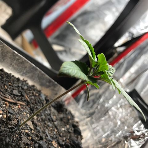 Genética desconocida growlog photo: En progreso vegetativo