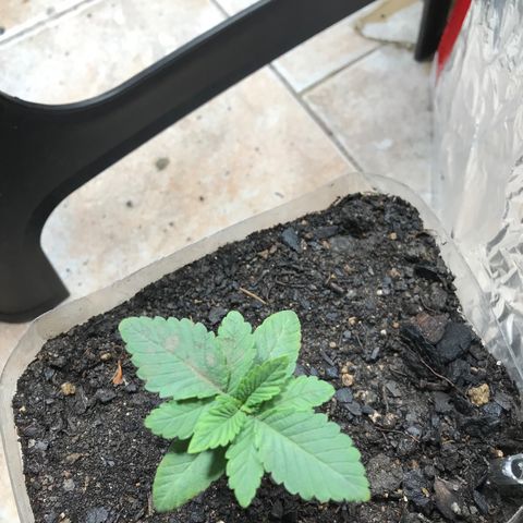 Genética desconocida growlog photo: En progreso vegetativo