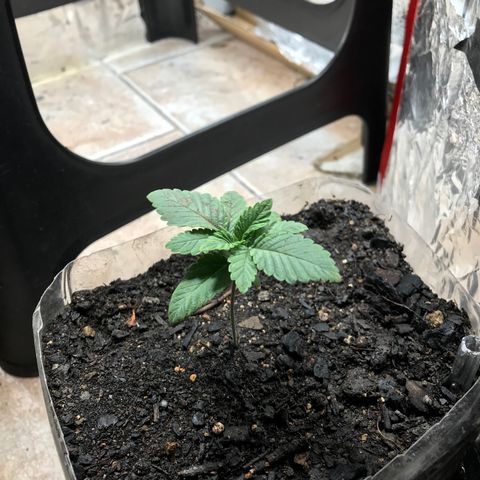 Genética desconocida growlog photo: En progreso vegetativo