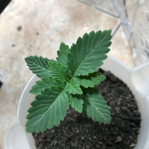 Genética desconocida growlog photo: En progreso vegetativo