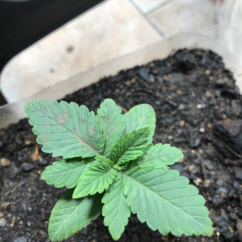 Genética desconocida growlog photo: En progreso vegetativo