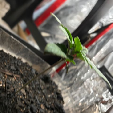 Genética desconocida growlog photo: En progreso vegetativo