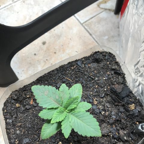 Genética desconocida growlog photo: En progreso vegetativo