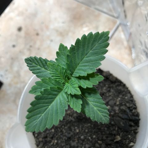Genética desconocida growlog photo: En progreso vegetativo