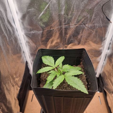 Double Cookies 1 growlog photo: Apenas com água 