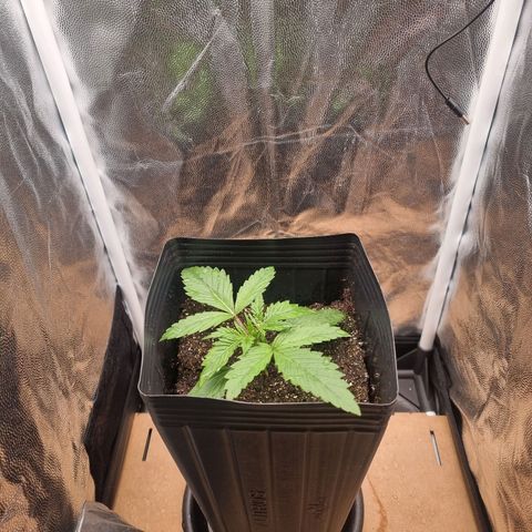 Double Cookies 1 growlog photo: Apenas com água 