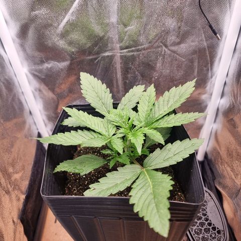 Double Cookies 1 growlog photo: 14 dias de plantada