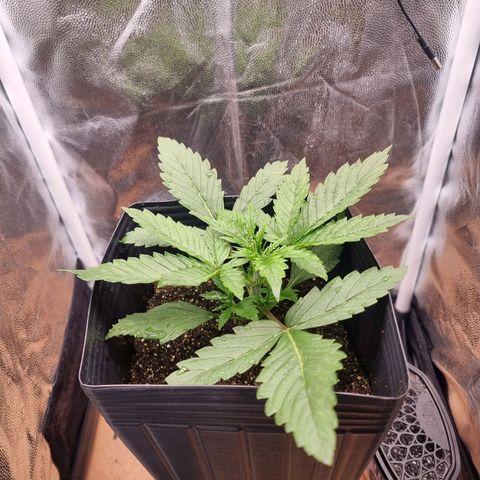 Double Cookies 1 growlog photo: 14 dias de plantada