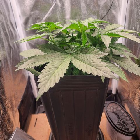 Double Cookies 1 growlog timeline photo