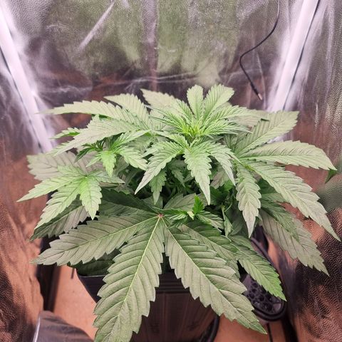 Double Cookies 1 growlog timeline photo