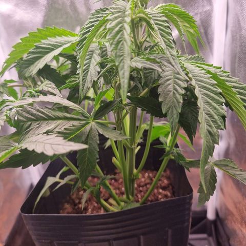 Double Cookies 1 growlog photo: Após primeira defloracao