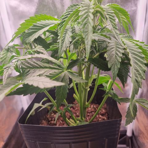 Double Cookies 1 growlog photo: Após primeira defloracao