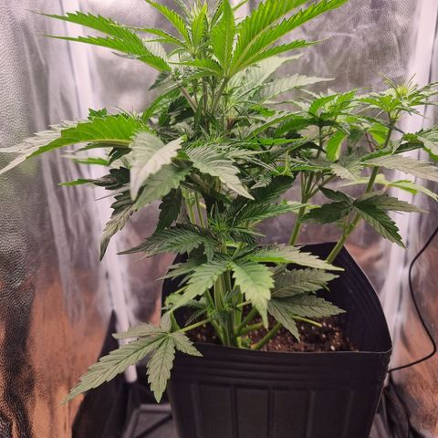 Double Cookies 1 growlog photo: Rega com meia medida da tabela abaixo na semana 1 floral