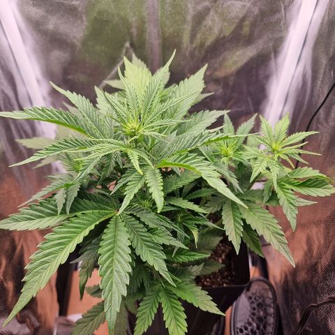 Double Cookies 1 growlog photo: Rega com meia medida da tabela abaixo na semana 1 floral