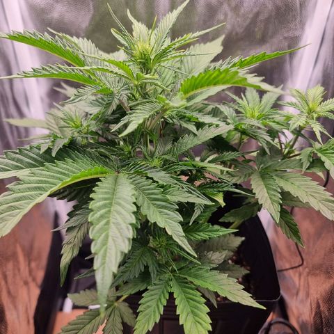 Double Cookies 1 growlog photo: Rega com meia medida da tabela abaixo na semana 1 floral