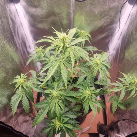 Double Cookies 1 growlog photo: Pós amarração 