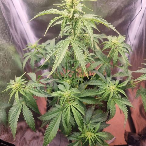Double Cookies 1 growlog photo: Pós amarração 