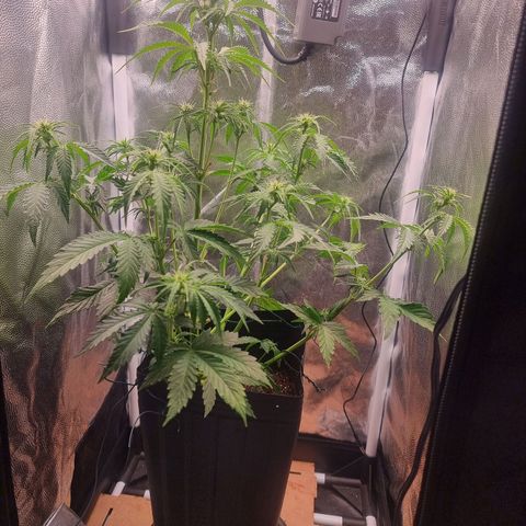 Double Cookies 1 growlog photo: Pós amarração 
