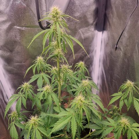 Double Cookies 1 growlog timeline photo
