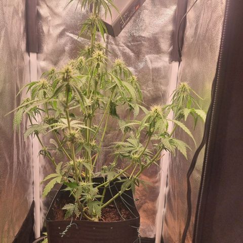 Double Cookies 1 growlog timeline photo