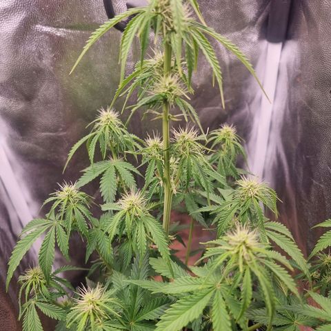 Double Cookies 1 growlog timeline photo