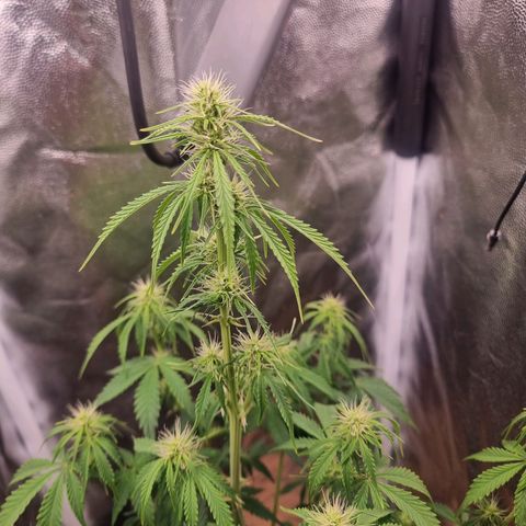 Double Cookies 1 growlog timeline photo