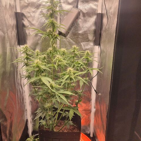 Double Cookies 1 growlog photo: 58 cm