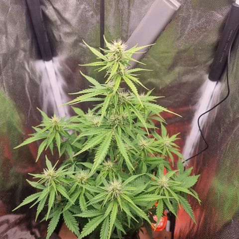 Double Cookies 1 growlog photo: 58 cm