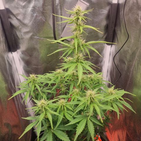 Double Cookies 1 growlog photo: 58 cm
