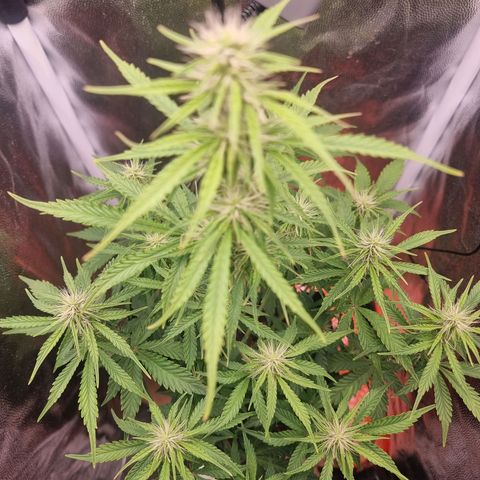 Double Cookies 1 growlog photo: 58 cm