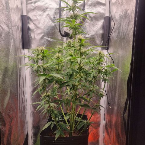 Double Cookies 1 growlog photo: 58 cm
