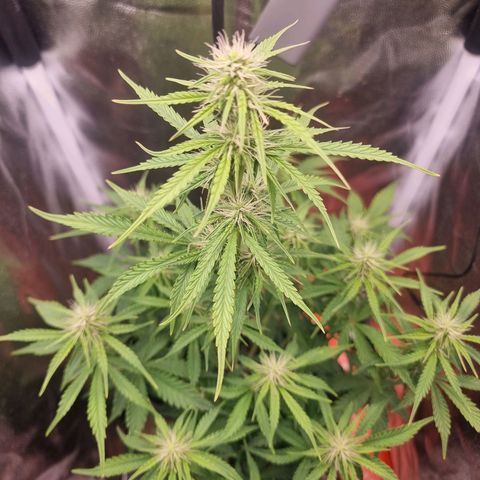 Double Cookies 1 growlog photo: 58 cm