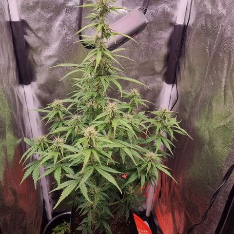 Double Cookies 1 growlog timeline photo