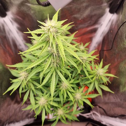 Double Cookies 1 growlog timeline photo
