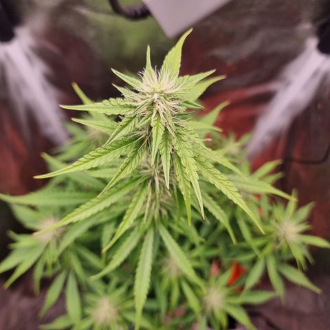 Double Cookies 1 growlog timeline photo