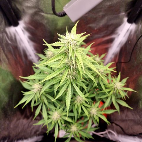 Double Cookies 1 growlog timeline photo