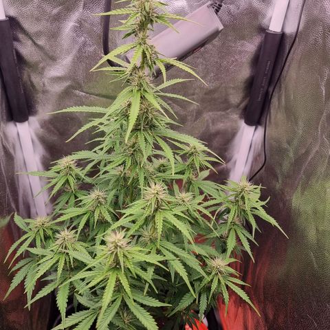 Double Cookies 1 growlog timeline photo