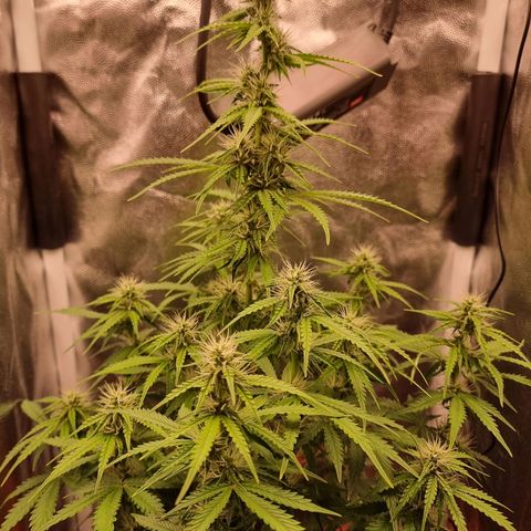 Double Cookies 1 growlog timeline photo