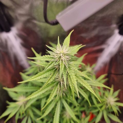 Double Cookies 1 growlog timeline photo