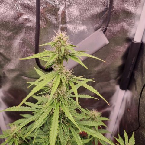 Double Cookies 1 growlog timeline photo