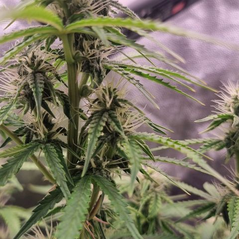 Double Cookies 1 growlog timeline photo